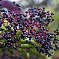 Elderberry-foto
