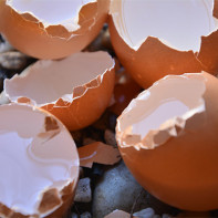 Eggshell fotka 4