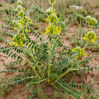 Astragalus fotka