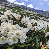 Fotka z Caucasian Rhododendron 4