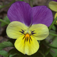 Photo de violet tricolore