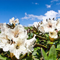 Fotografie z kavkazského Rhododendron 5
