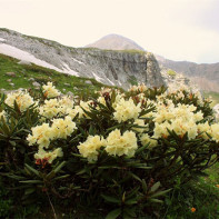 Fotografie z kavkazského rododendronu