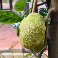 Jackfruit Photo 4
