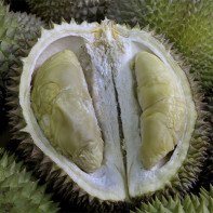 Photo de durian 4