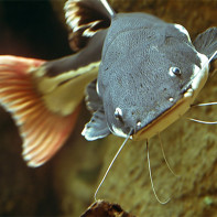 صورة سمك السلور