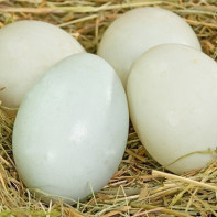 صورة بيض البط 2