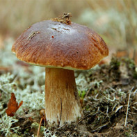 Photo de champignons porcini 4