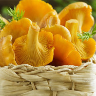 Fotografie lišek houby