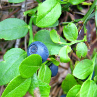 Foto av blåbärsblad 2