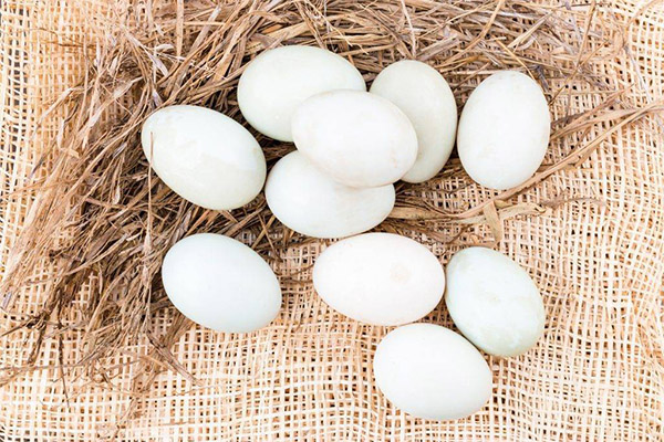 حقائق مثيرة للاهتمام حول بيض البط