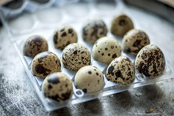 كيفية اختيار وتخزين بيض السمان