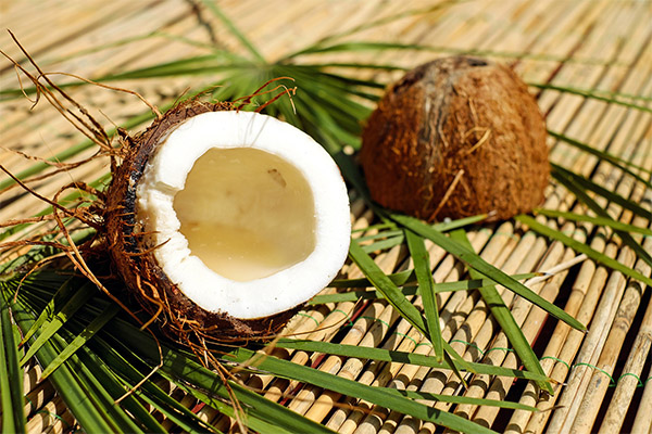 Är det möjligt att äta kokosnöt medan man går ner i vikt