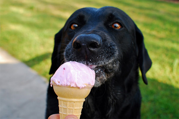 Kan djur ge glass