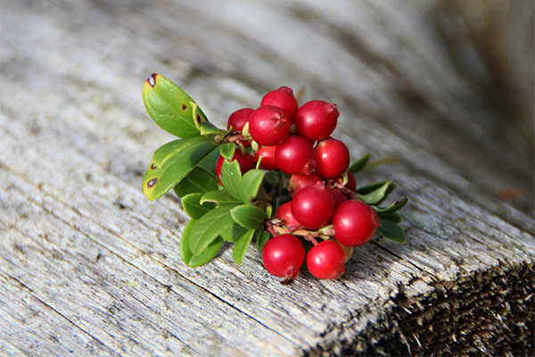 خصائص مفيدة من lingonberries