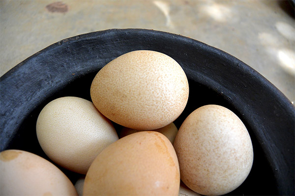 Propriétés utiles des œufs de pintade