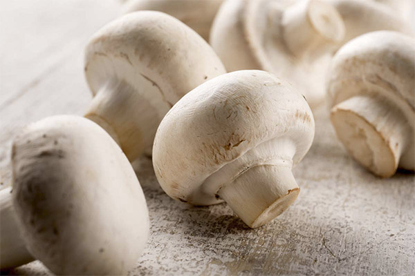 Fördelarna och skadorna hos champignon