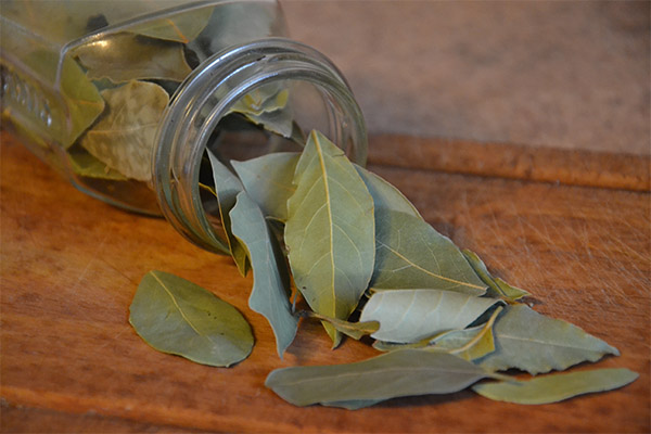 Jak uložit bobkový list