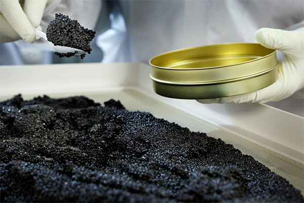 Comment choisir et conserver le caviar noir