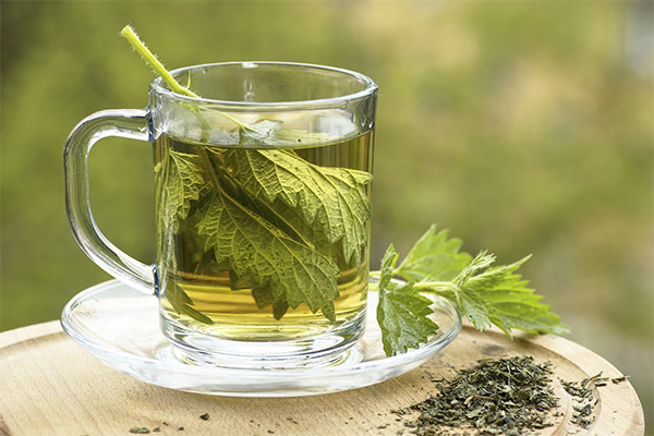 Výhody a škoda kopřivy čaje
