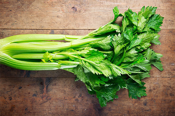 Co je užitečný celer