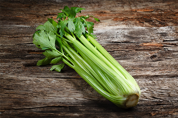 Jak si vybrat a uložit celer