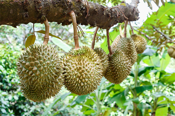 Durian dans la culture