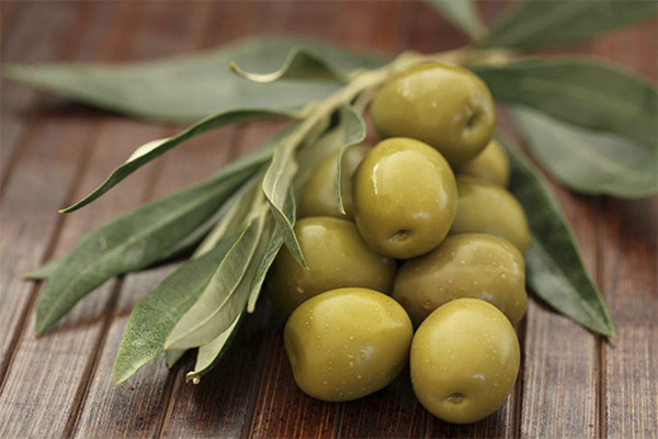 Zajímavá fakta o olivách