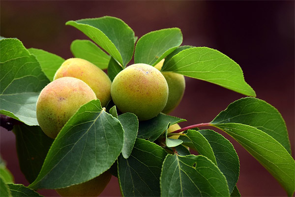 Výhody a použití meruňkových listů