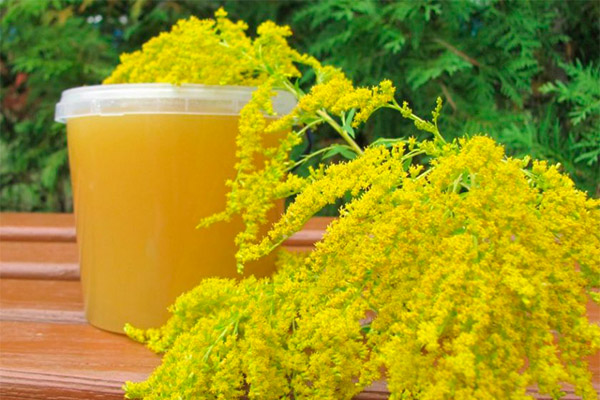 Användbara egenskaper hos goldenrod honung
