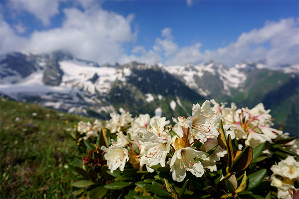 Kavkazský rododendron v lidové medicíně