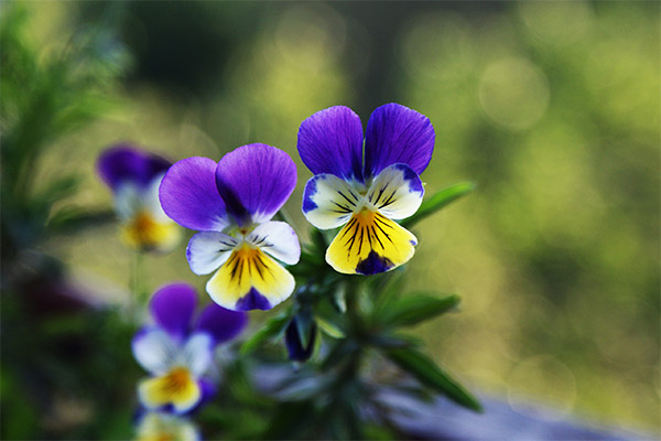 Violet tricolore