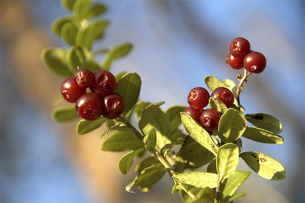 الخصائص العلاجية لأوراق lingonberry