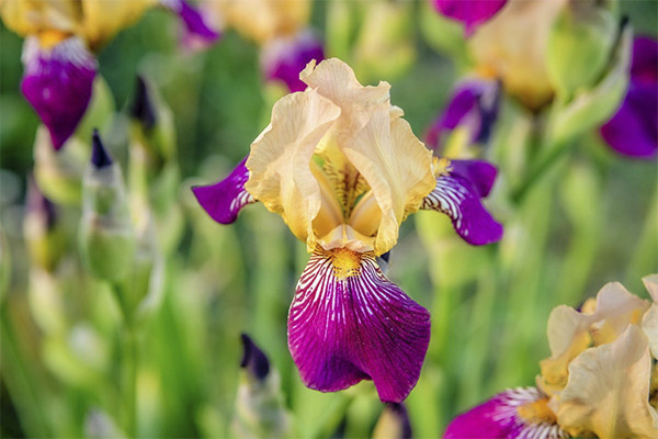 L'iris en médecine populaire